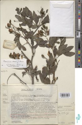 Tessmannia dawei J.Léonard
