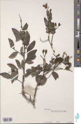 Tessmannia dawei J.Léonard