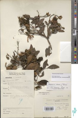 Tessmannia dawei J.Léonard