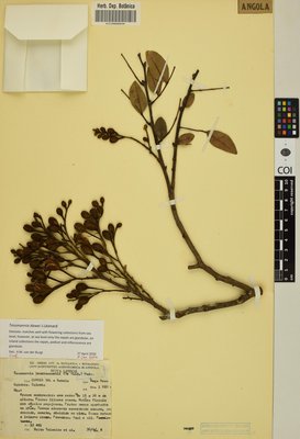 COI00000943 - Tessmannia dawei - Teixeira, Joaquim Martinho Lopes de Brito - 12481