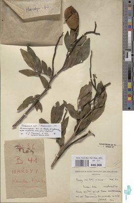 Tessmannia dawei J.Léonard