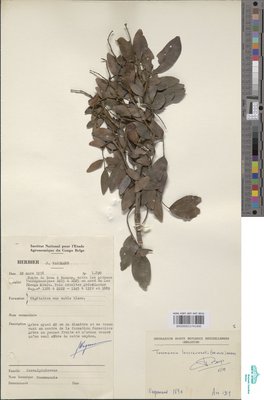 Tessmannia dawei J.Léonard