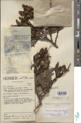 Tessmannia dawei J.Léonard