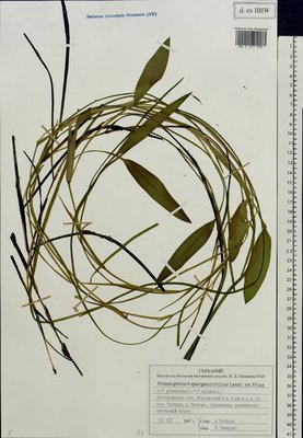 Potamogeton × sparganiifolius Laest. ex Fr. (Рдест), Moscow University Herbarium