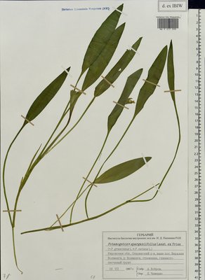 Potamogeton × sparganiifolius Laest. ex Fr. (Рдест), Moscow University Herbarium