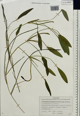 Potamogeton × sparganiifolius Laest. ex Fr. (Рдест), Moscow University Herbarium