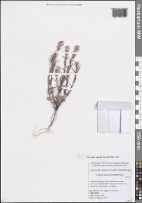 Corispermum marschallii Steven (Верблюдка Маршалла), Moscow University Herbarium