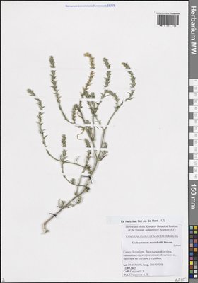 Corispermum marschallii Steven (Верблюдка Маршалла), Moscow University Herbarium