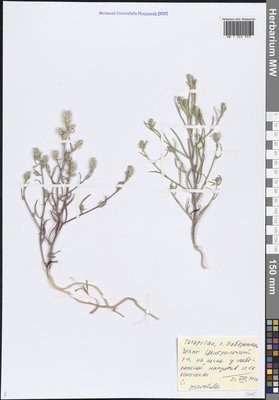 Corispermum marschallii Steven (Верблюдка Маршалла), Moscow University Herbarium