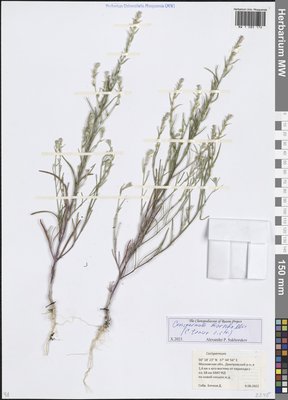 Corispermum marschallii Steven (Верблюдка Маршалла), Moscow University Herbarium
