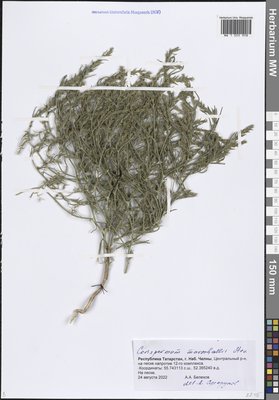 Corispermum marschallii Steven (Верблюдка Маршалла), Moscow University Herbarium