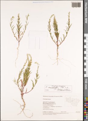 Corispermum marschallii Steven (Верблюдка Маршалла), Moscow University Herbarium