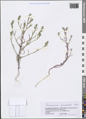 Corispermum marschallii Steven (Верблюдка Маршалла), Moscow University Herbarium