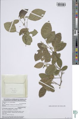 Desmodium campylocaulon F.Muell. ex Benth.