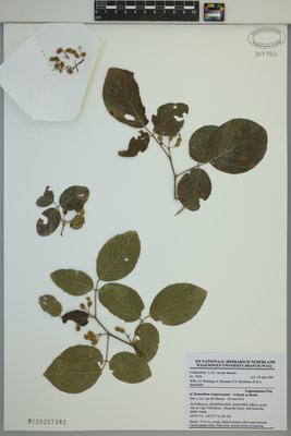 Desmodiopsis campylocaulon at Marie-Victorin Herbarium (MT), Université de Montréal Biodiversity Centre