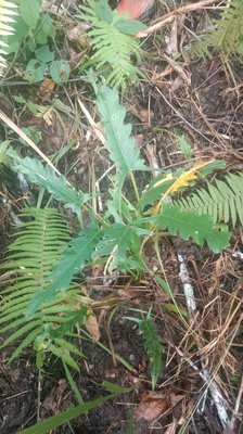 Alocasia lauterbachiana (Engl.) A.Hay: leaf