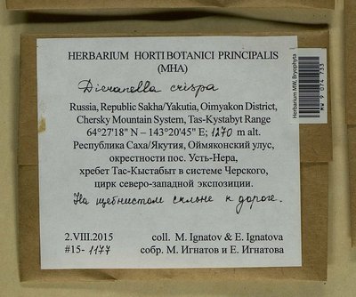 Dicranella crispa (Hedw.) Schimp., Moscow University Herbarium