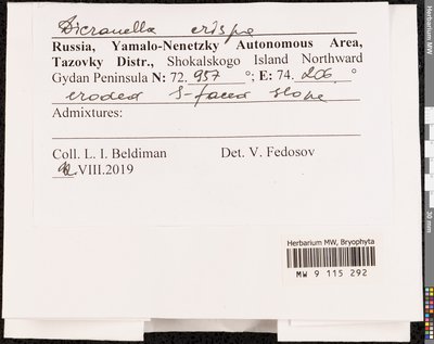 Dicranella crispa (Hedw.) Schimp., Moscow University Herbarium