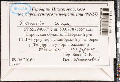 Dicranella crispa (Hedw.) Schimp., Moscow University Herbarium