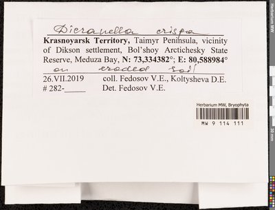 Dicranella crispa (Hedw.) Schimp., Moscow University Herbarium