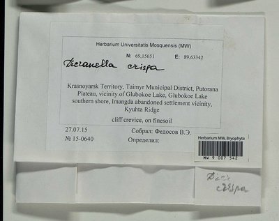 Dicranella crispa (Hedw.) Schimp., Moscow University Herbarium