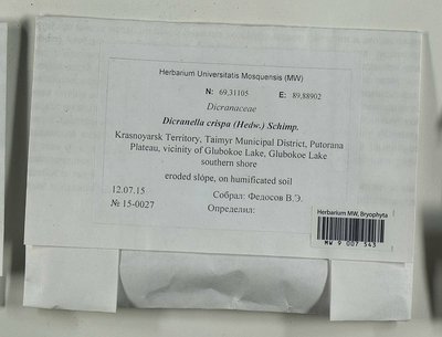 Dicranella crispa (Hedw.) Schimp., Moscow University Herbarium