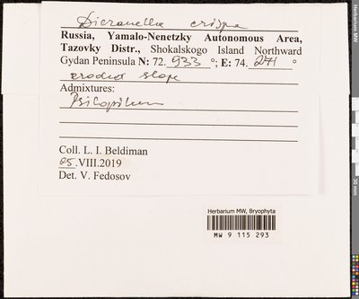 Dicranella crispa (Hedw.) Schimp., Moscow University Herbarium