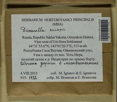 Dicranella crispa (Hedw.) Schimp., Moscow University Herbarium