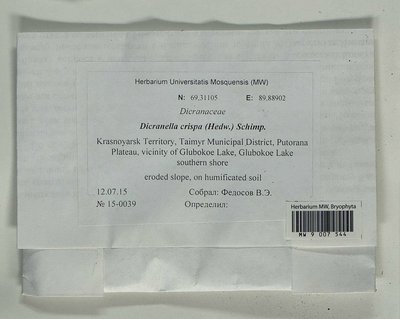Dicranella crispa (Hedw.) Schimp., Moscow University Herbarium