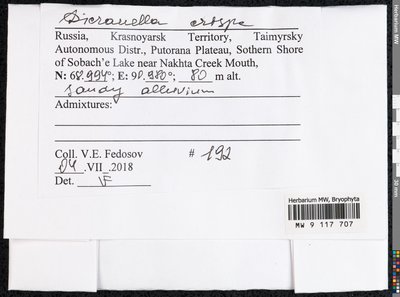 Dicranella crispa (Hedw.) Schimp., Moscow University Herbarium
