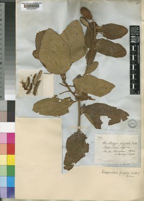 Tree photograph