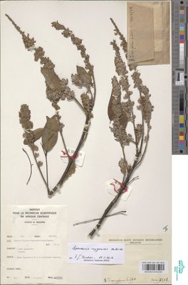 Leptoderris reygaertii De Wild.