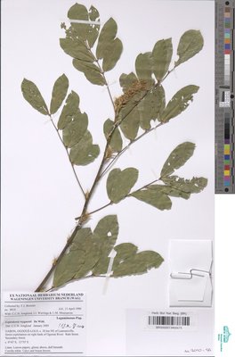 Leptoderris reygaertii De Wild.