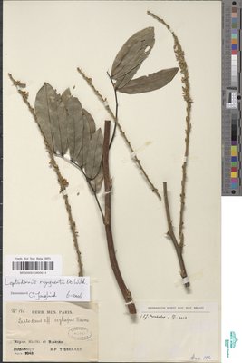 Leptoderris reygaertii De Wild.