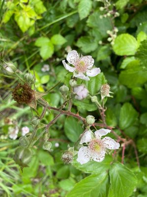 Rubus scaber Weihe: flower