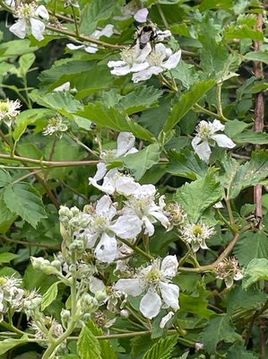 Rubus scaber Weihe: flower