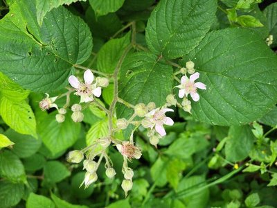 Rubus scaber Weihe: flower