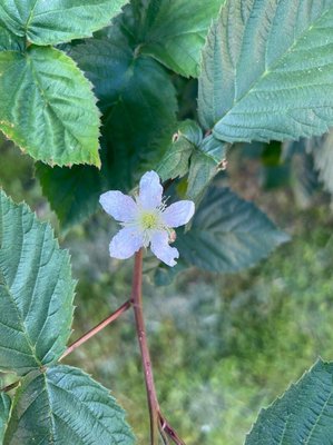 Rubus scaber Weihe: flower