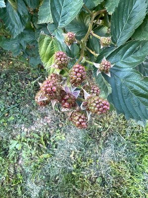 Rubus scaber Weihe: fruit