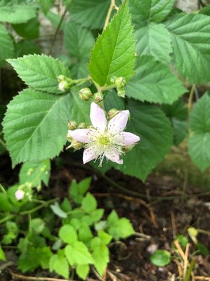 Rubus scaber Weihe: flower