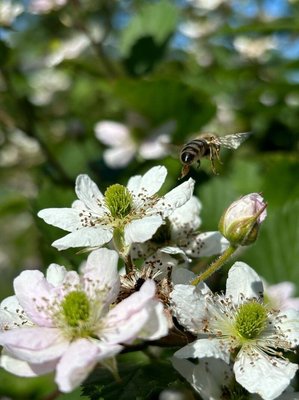 Rubus scaber Weihe: flower