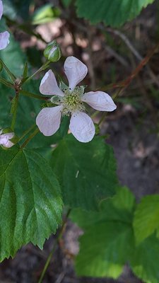Rubus scaber Weihe: flower