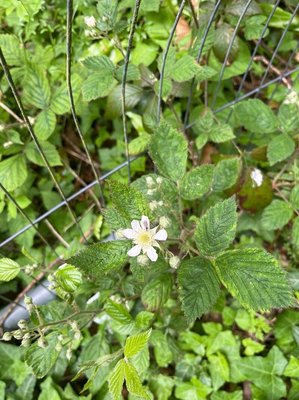 Rubus scaber Weihe: flower