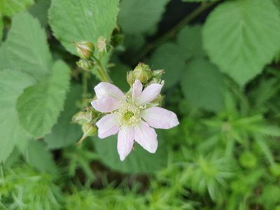 Rubus scaber Weihe: flower