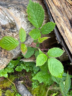 Rubus scaber Weihe: leaf