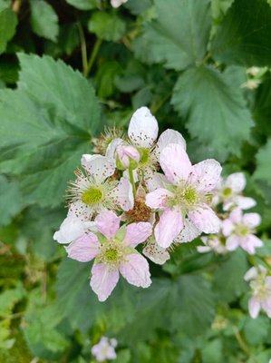 Rubus scaber Weihe: flower