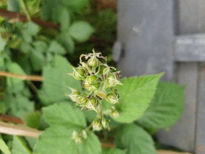Rubus scaber Weihe: fruit