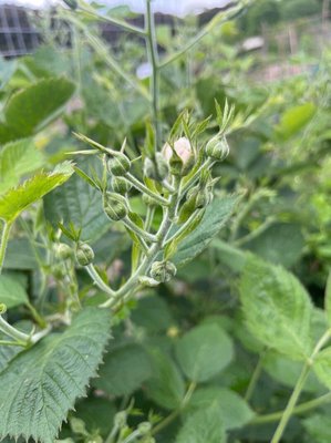 Rubus scaber Weihe: leaf