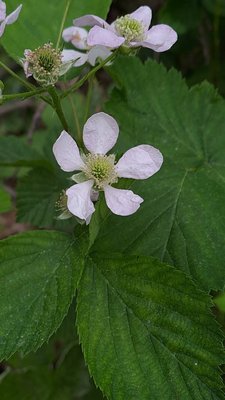 Rubus scaber Weihe: flower