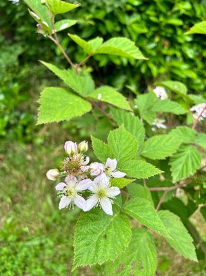 Rubus scaber Weihe: flower